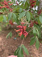 Aesculus pavia