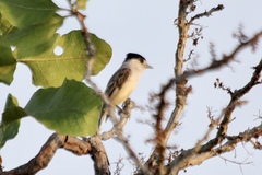 Xenopsaris albinucha