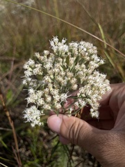 Eupatorium hyssopifolium