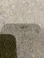 Cheiracanthium mildei