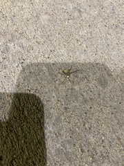 Cheiracanthium mildei