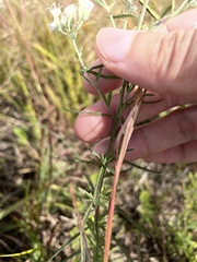 Eupatorium hyssopifolium
