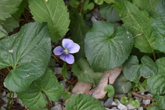 Viola sororia