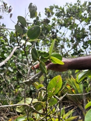 Dendrocousinsia spicata