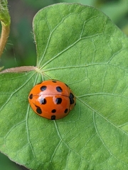 Harmonia dimidiata