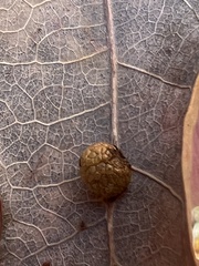 Acraspis pezomachoides