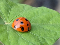 Harmonia dimidiata