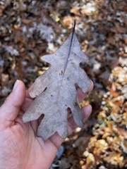 Acraspis pezomachoides