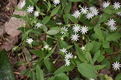 Stellaria pubera