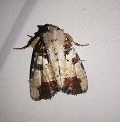 Condica hippia