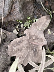 Cardamine occulta