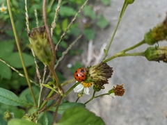 Harmonia dimidiata