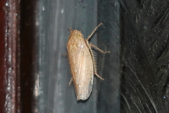 Curtara insularis