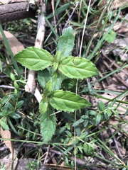 Prostanthera lasianthos