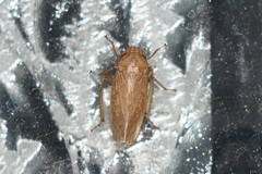 Curtara insularis