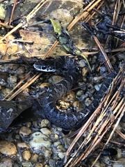 Coluber constrictor constrictor