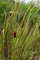 Typha laxmannii