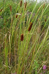 Typha laxmannii