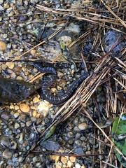 Coluber constrictor constrictor