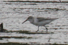 Calidris mauri
