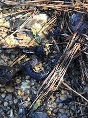 Coluber constrictor constrictor