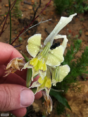Gladiolus virescens