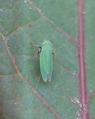 Draeculacephala minerva