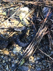 Coluber constrictor constrictor