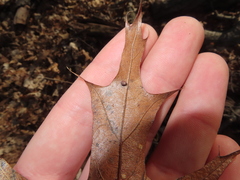 Polystepha globosa