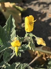 Solanum corneliomulleri