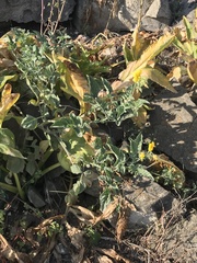 Solanum corneliomulleri