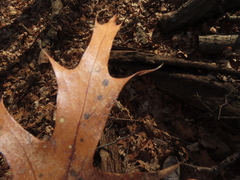 Polystepha globosa