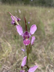 Diuris punctata