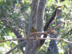 Manorina melanophrys