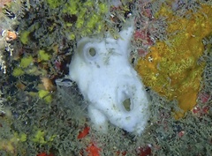 Calcarea