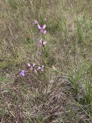 Diuris punctata