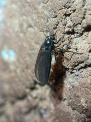 Sciaridae