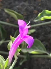 Dicliptera tomentosa