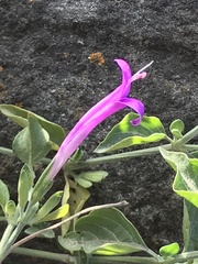 Dicliptera tomentosa