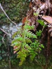 Cystopteris tennesseensis