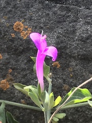 Dicliptera tomentosa