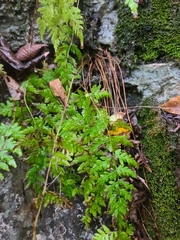 Cystopteris tennesseensis