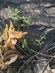 Dicliptera tomentosa