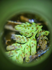 Cystopteris tennesseensis