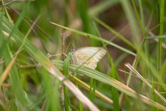 Ascia monuste monuste