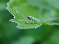 Draeculacephala clypeata