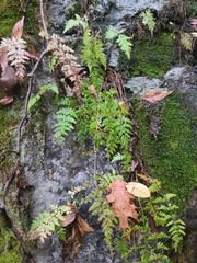 Cystopteris tennesseensis