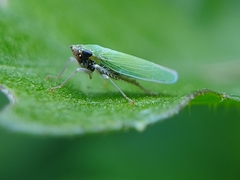 Draeculacephala clypeata