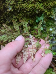 Cystopteris tennesseensis