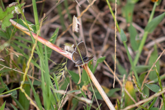 Cupido comyntas texana